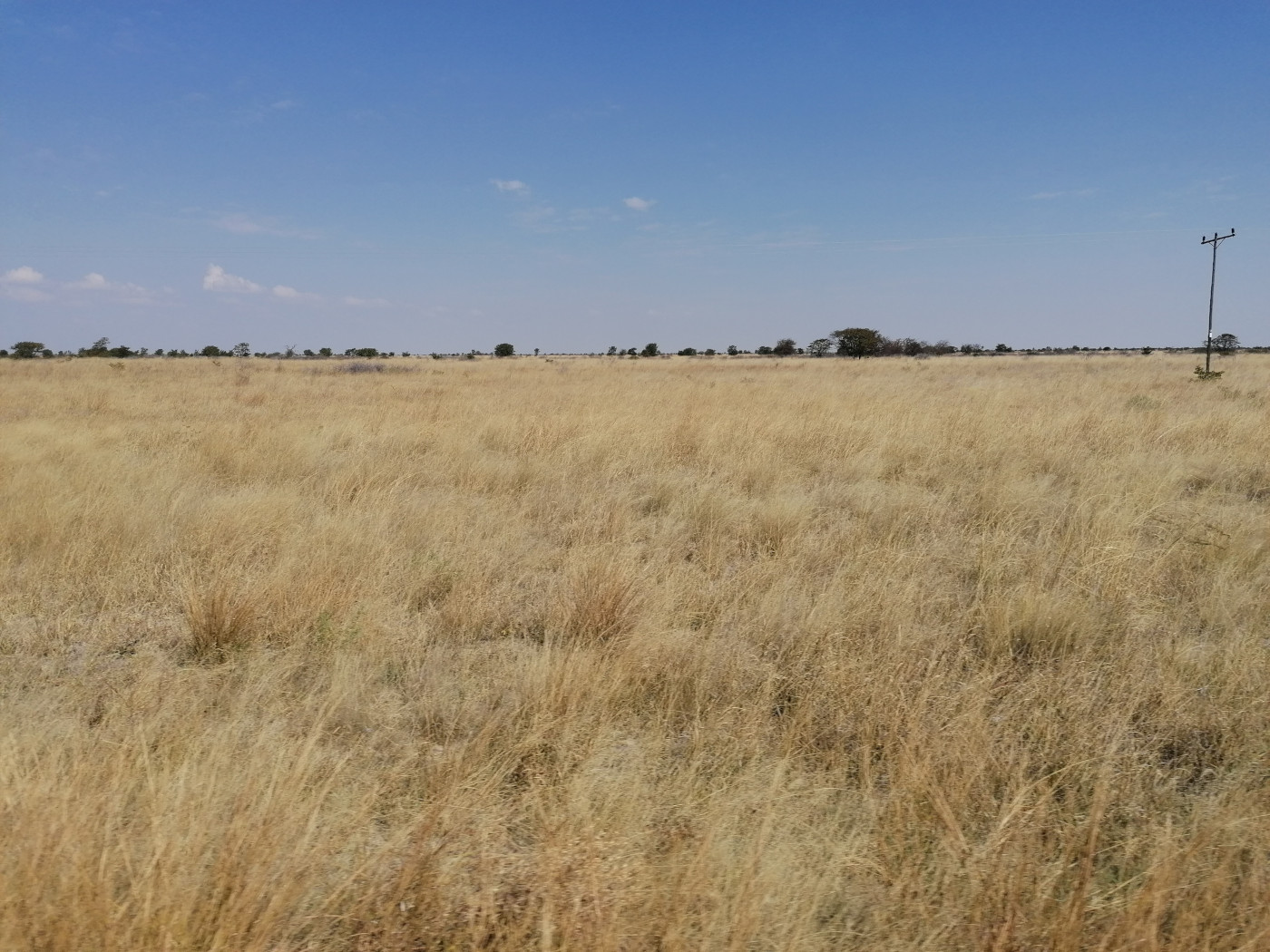 Landschaft in Botswana mit dem typischen gelben, trockenen Gras.