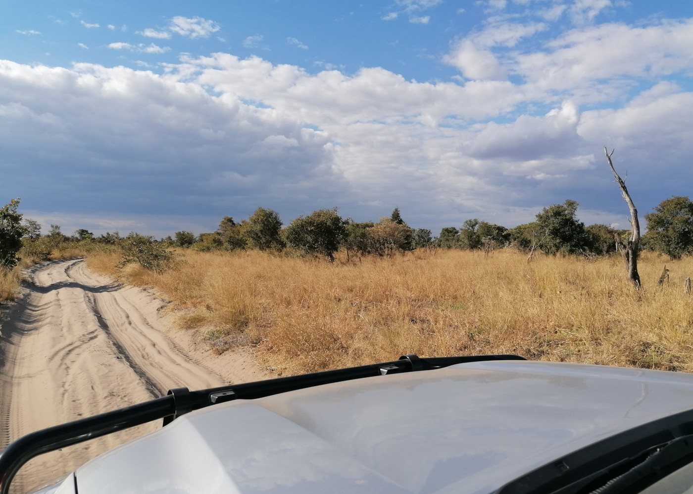 Im Chobe Nationalpark.