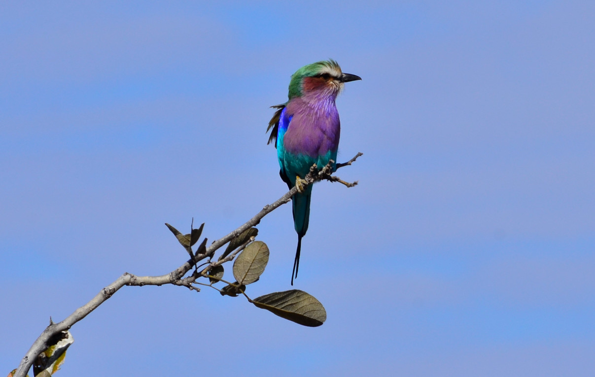lila breasted roller