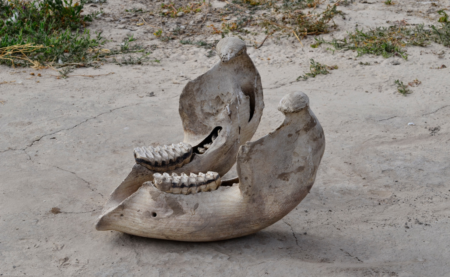 Der Tod als Bestandteil der natürlichen Ordnung.