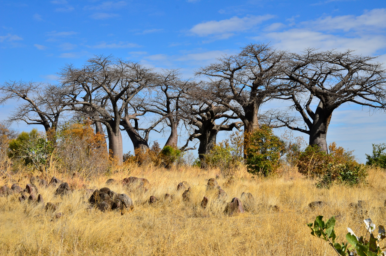 Ein kleiner Wald der letzten Baobab-Bäume in der Region.