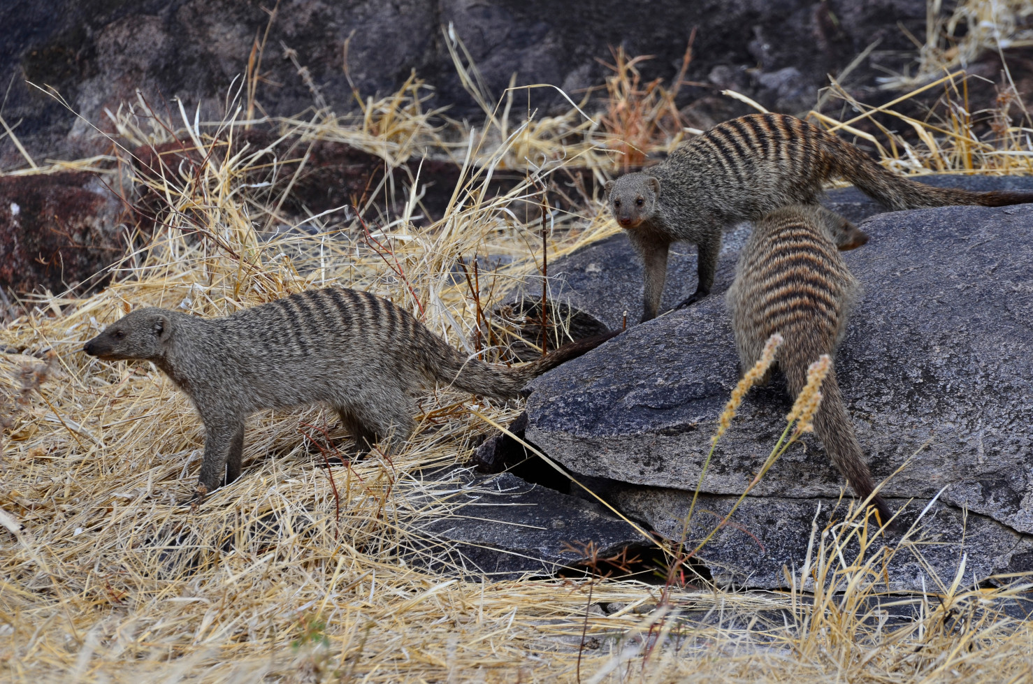 Eine Rasselbande von Zebramangusten.