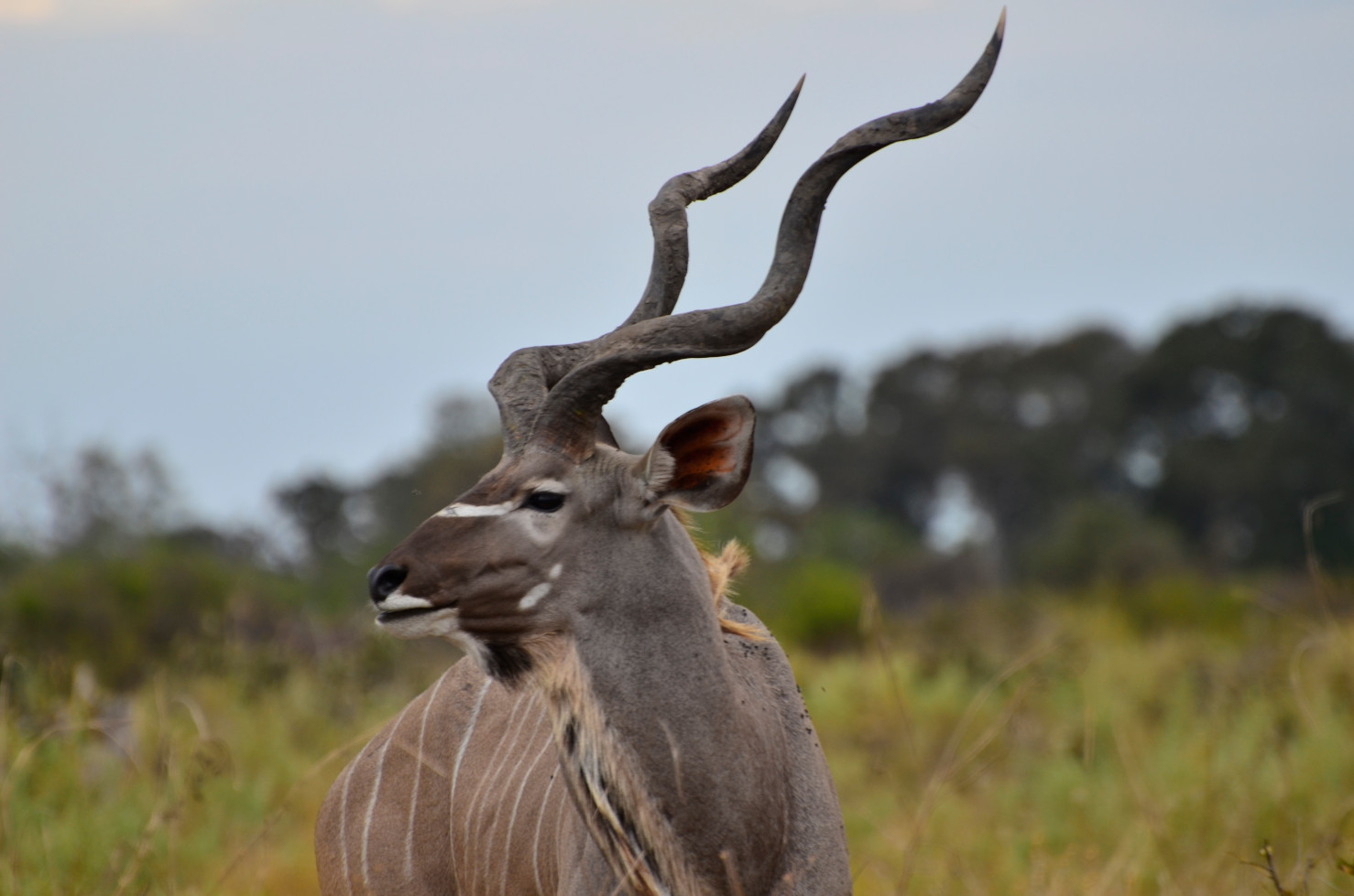 Ein Kudu-Männchen.