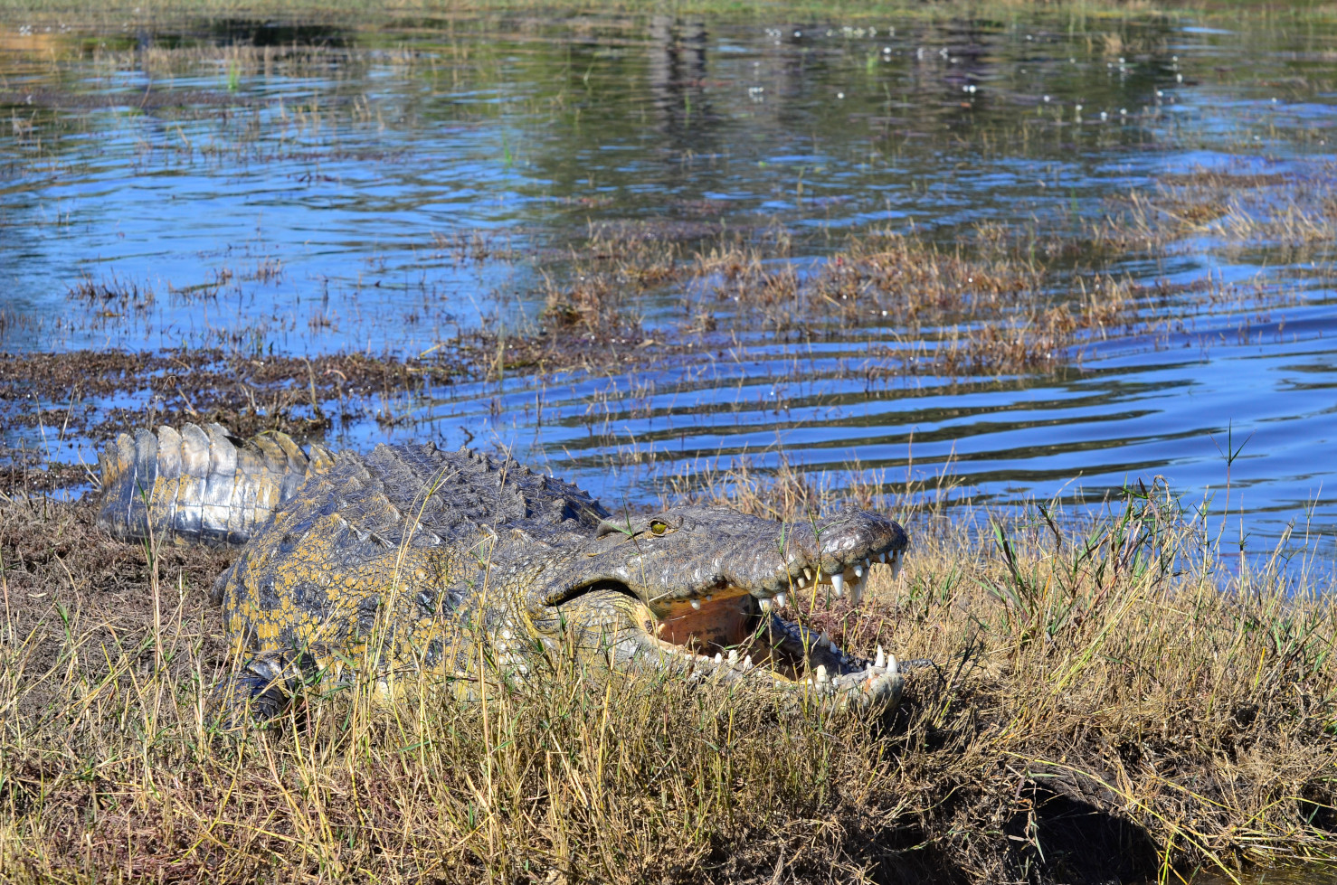 Krokodil beim Sonnenbaden.