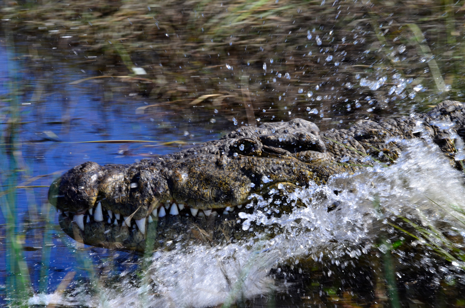 Die Agilität der großen Echsen ist nicht zu unterschätzen.