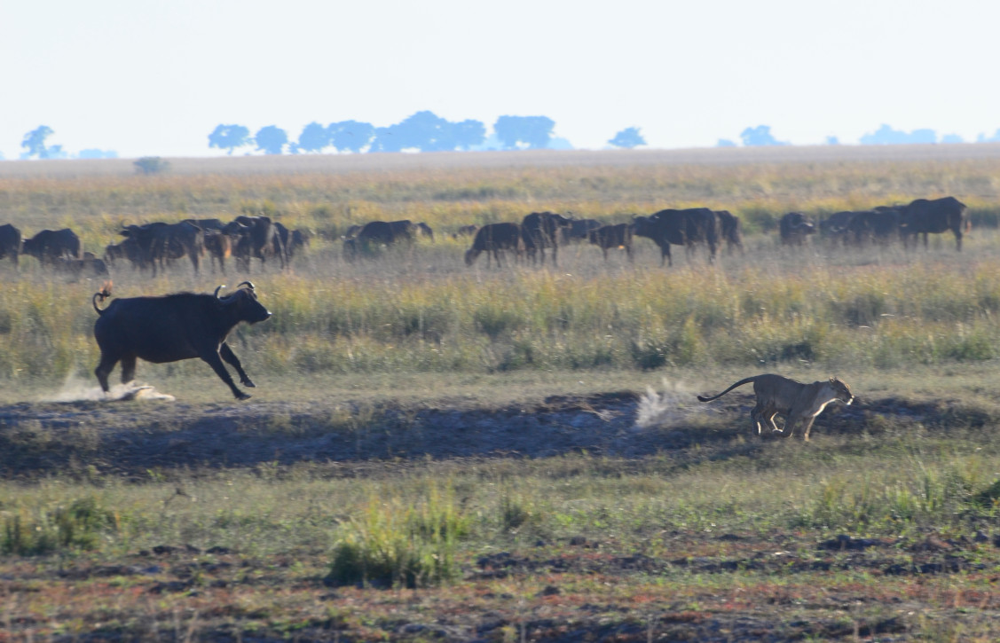 Büffel jagt Löwen