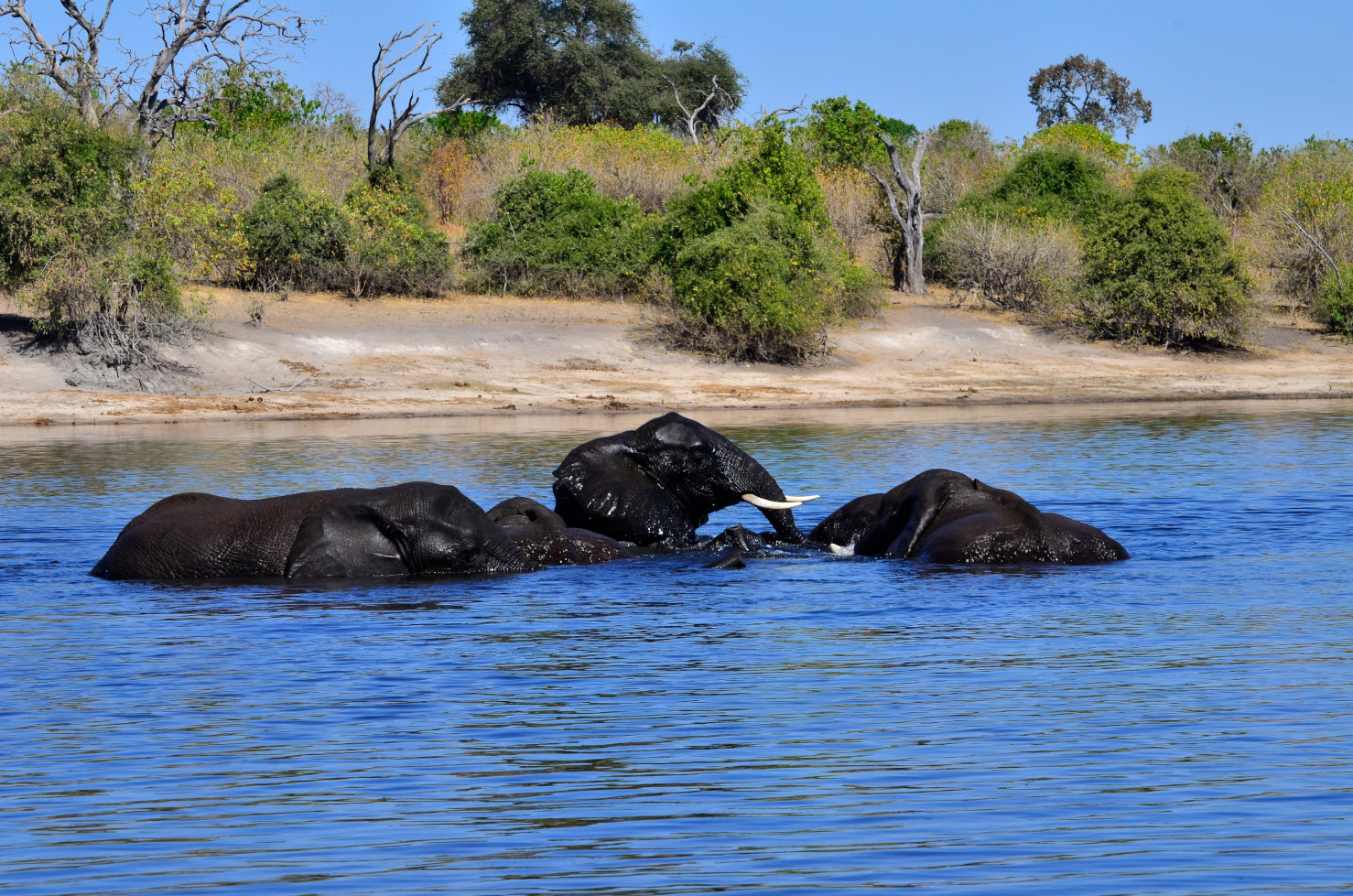 Wasserspiele von fünf Elefanten im Teenageralter.