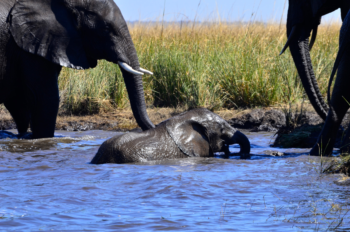 Elefantenbaby spielt im Schlamm.