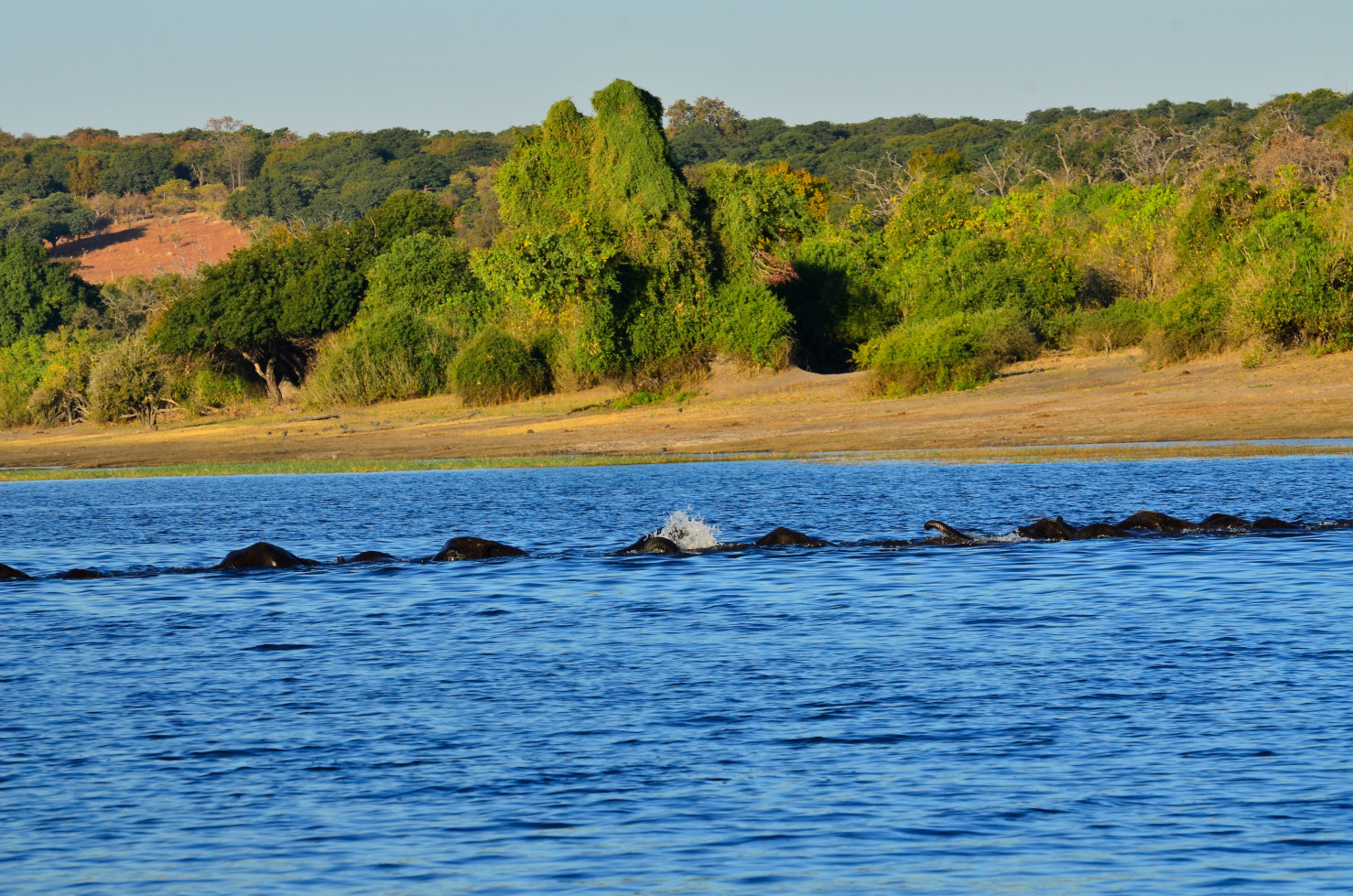 Flussdurchquerung einer Elefantenfamilie.