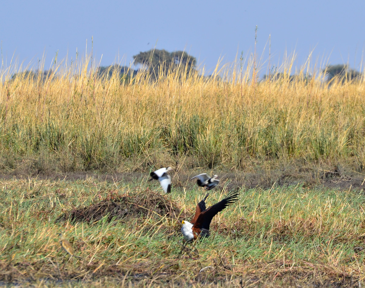 Eine Attacke der Waffenkiebitze.
