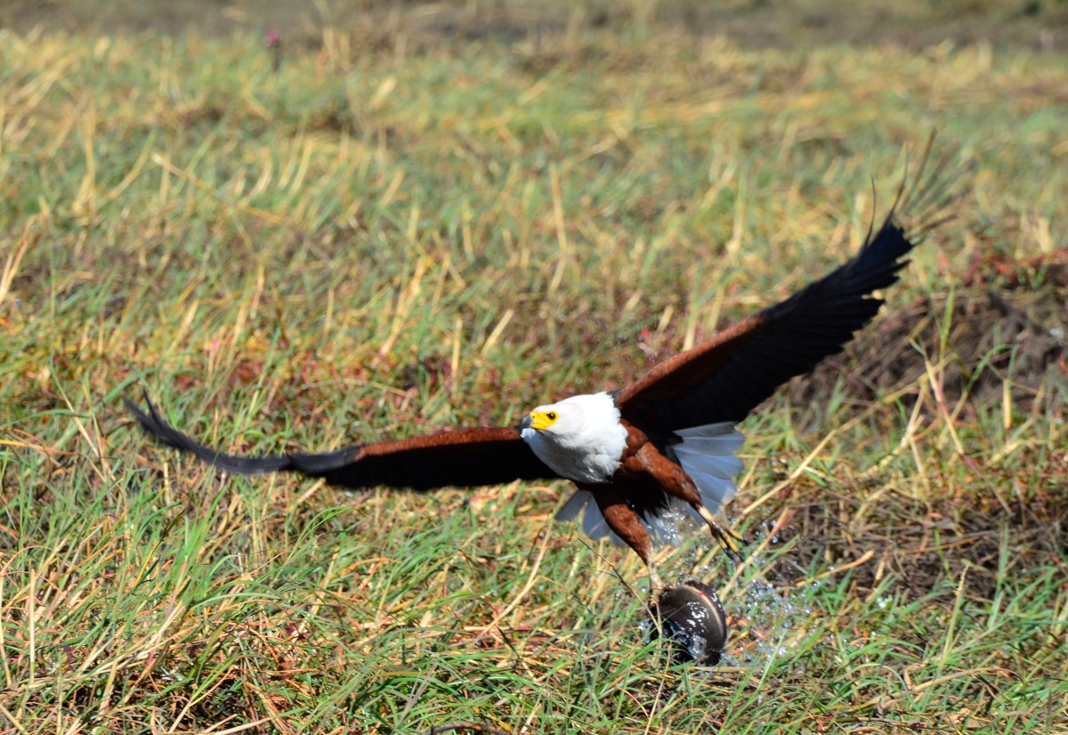 Abzug des erfolgreichen Jägers.