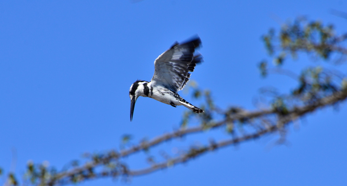 Graufischer bei der Jagd.