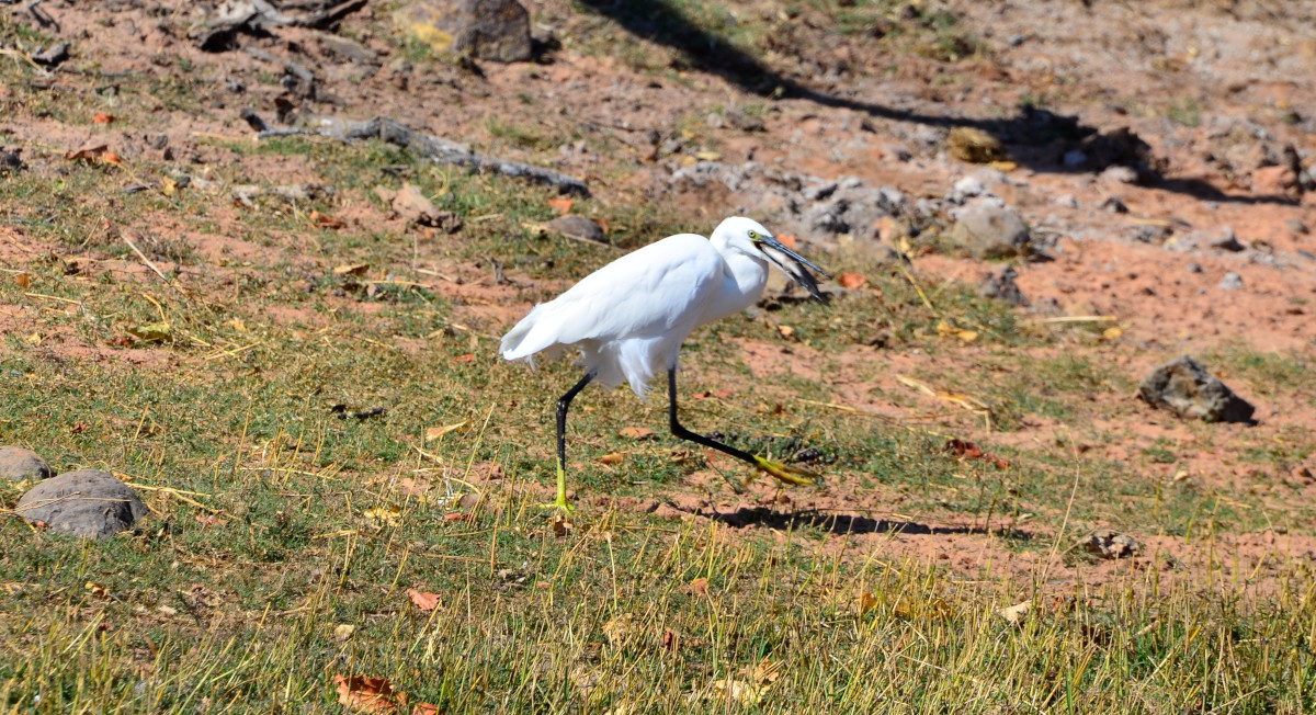 Seidenreiher nach erfolgreicher Jagd.