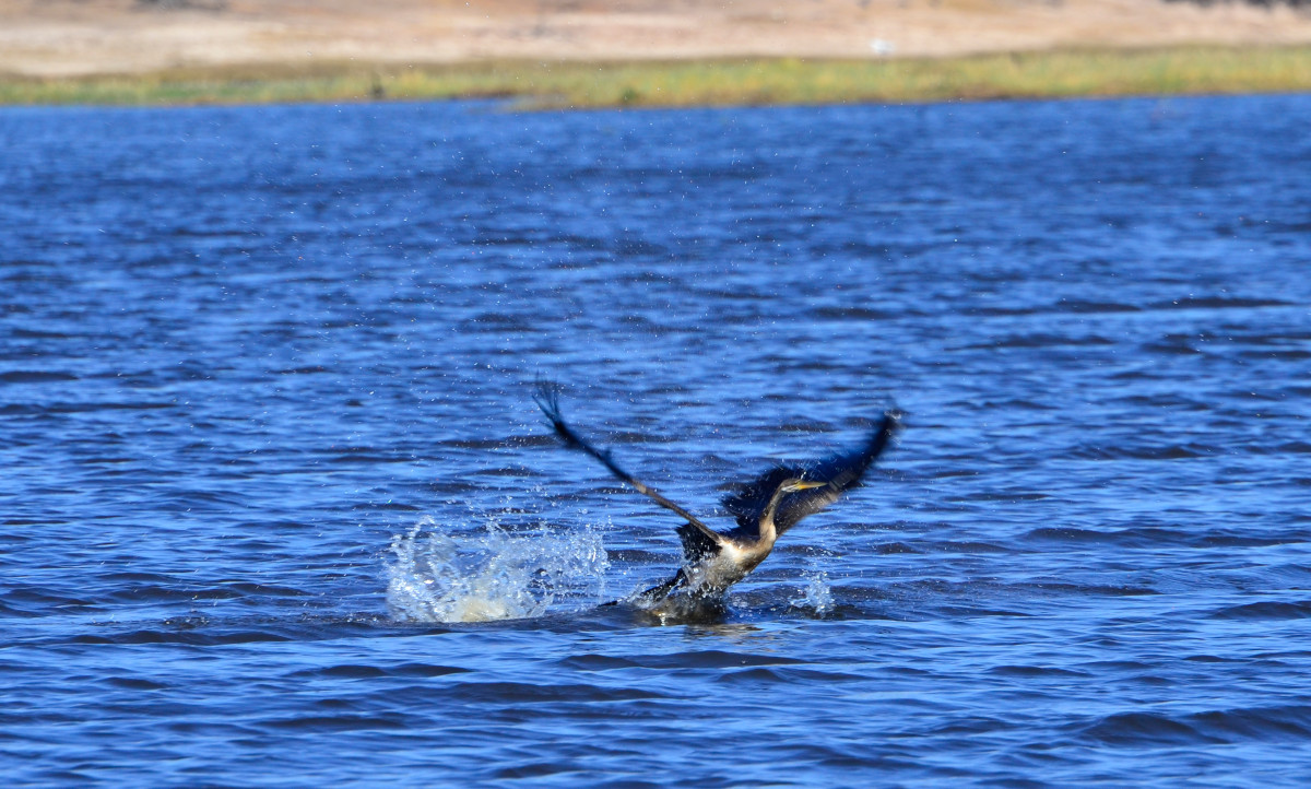 Afrikanische Schlangenhalsvogel beim Abheben.