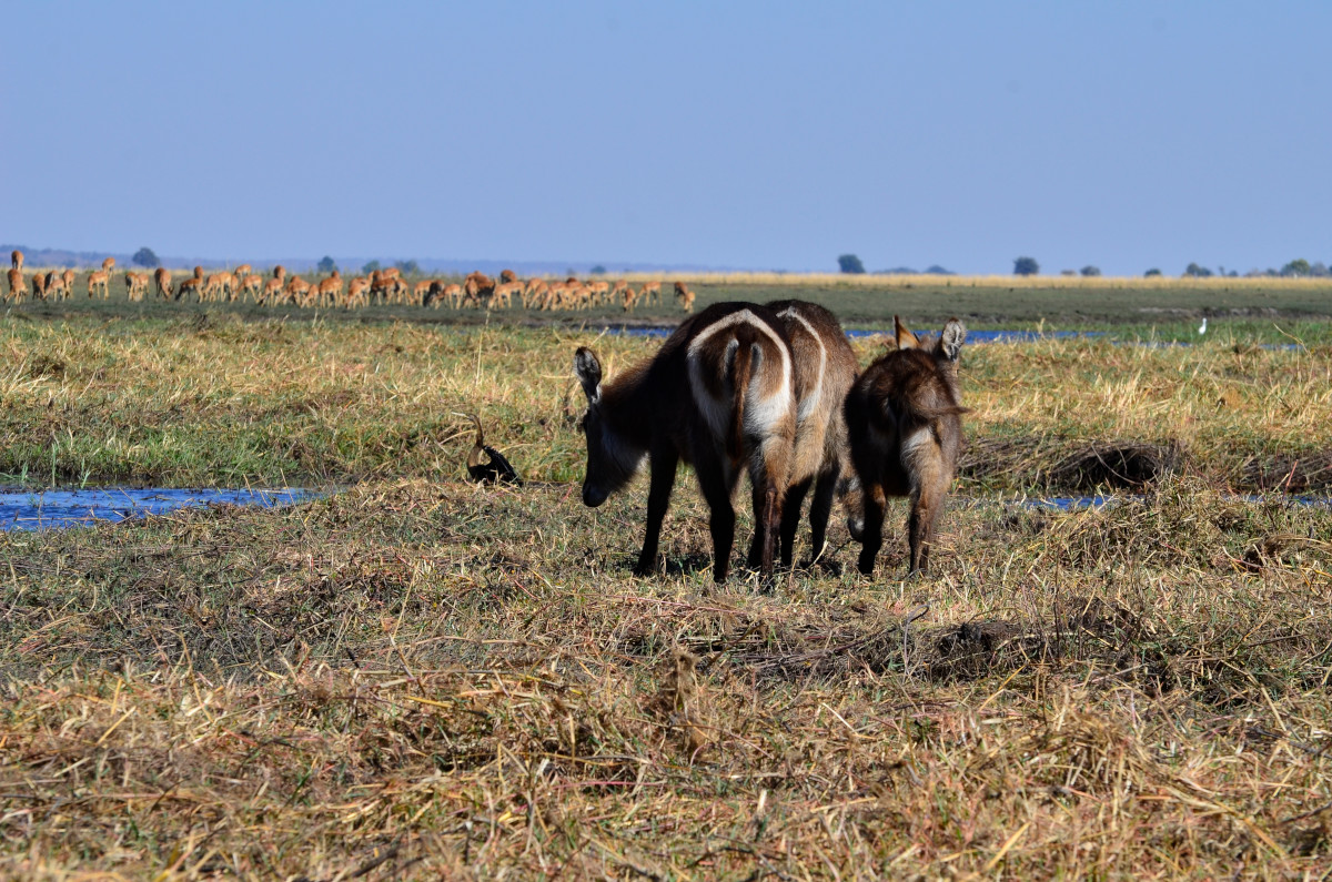 Wasserböcke und Impalas.