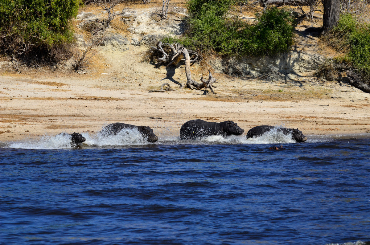 Flusspferdfamilie bei der Wasserung.
