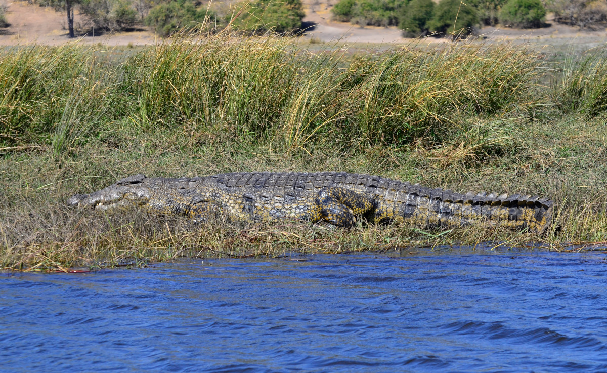 Krokodil am Flussufer.