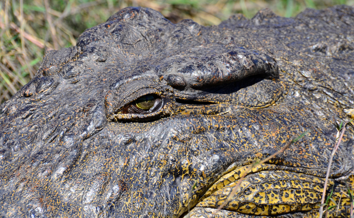 Auge des Krokodils.