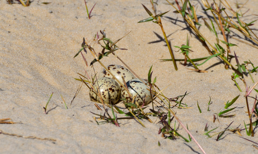 Eier des Braunmantel-Scherenschnabel.