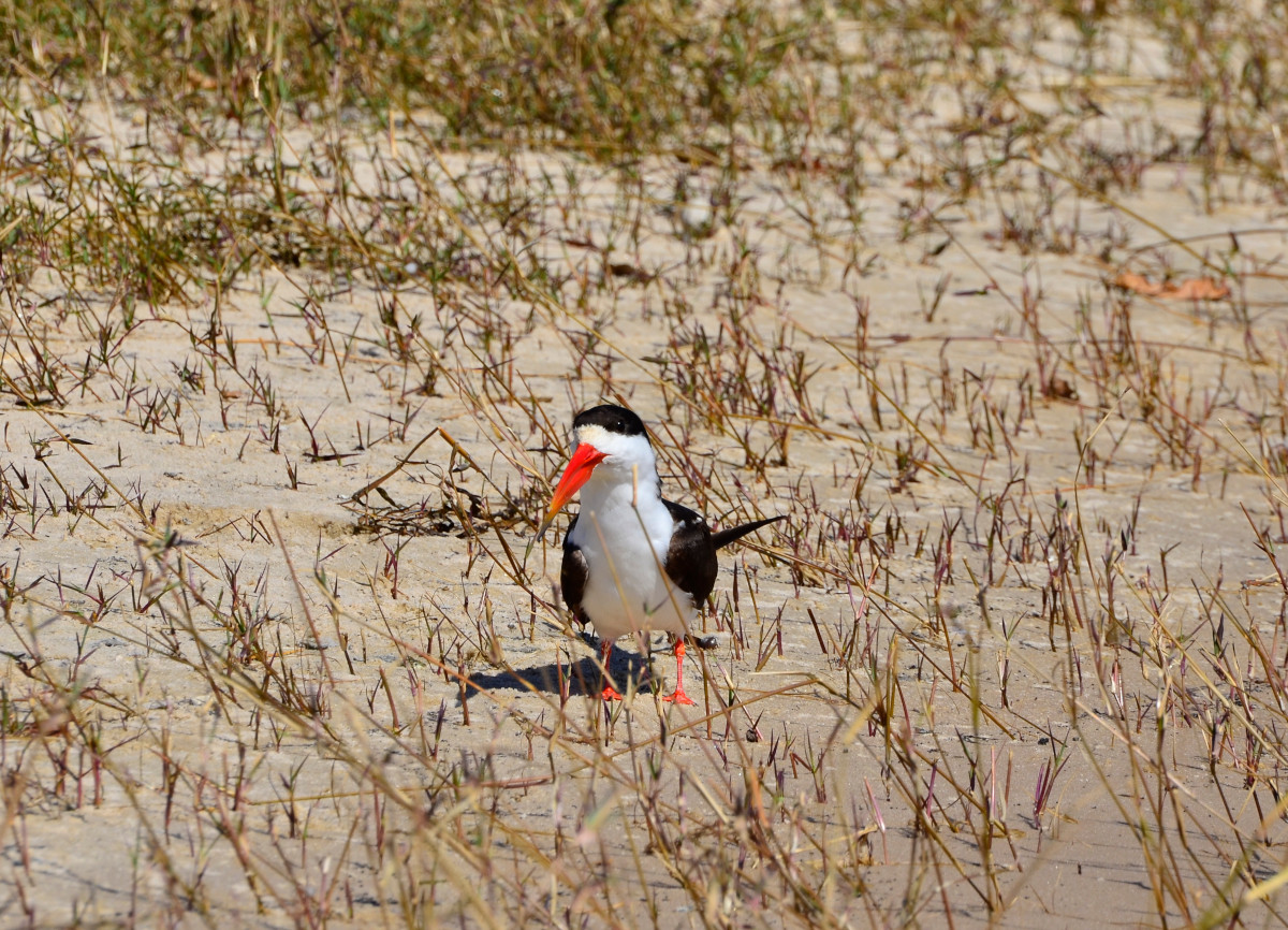 Braunmantel-Scherenschnabel.