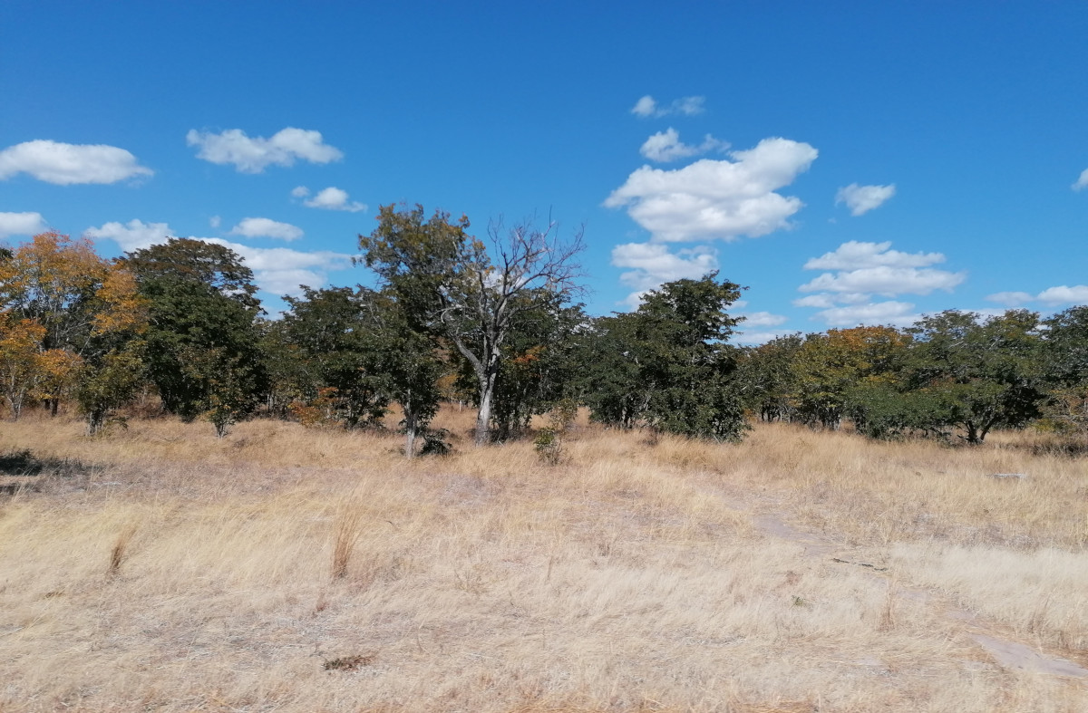 Typische Landschaft im Chobe-Gebiet.