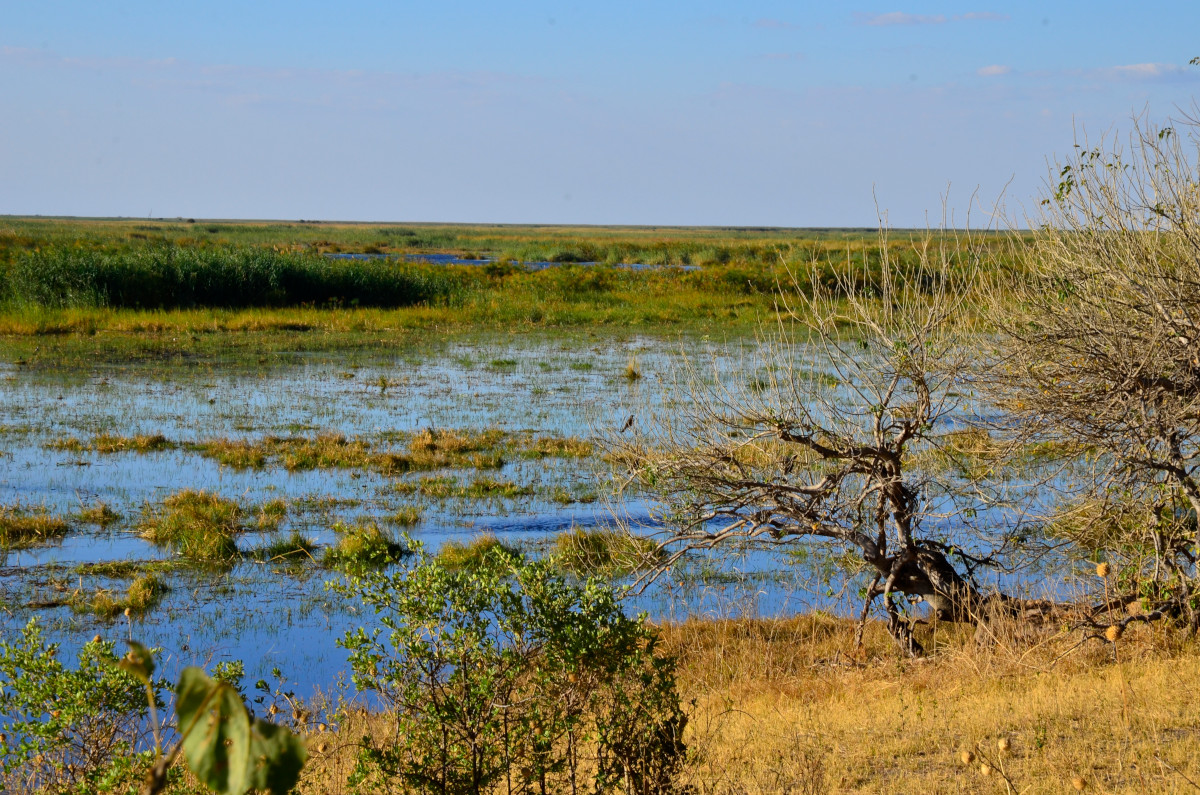 Blick auf den Linyanti.