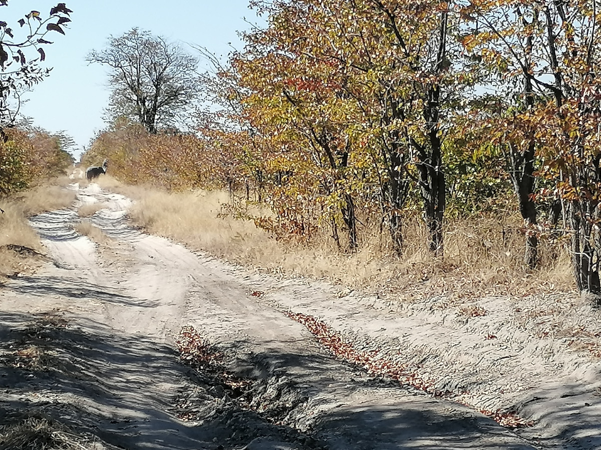 Elefanten auf der Strecke.