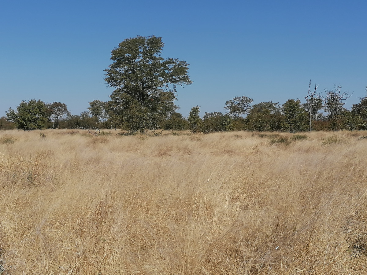 Graslandschaft etwas nördlich von Savuti.