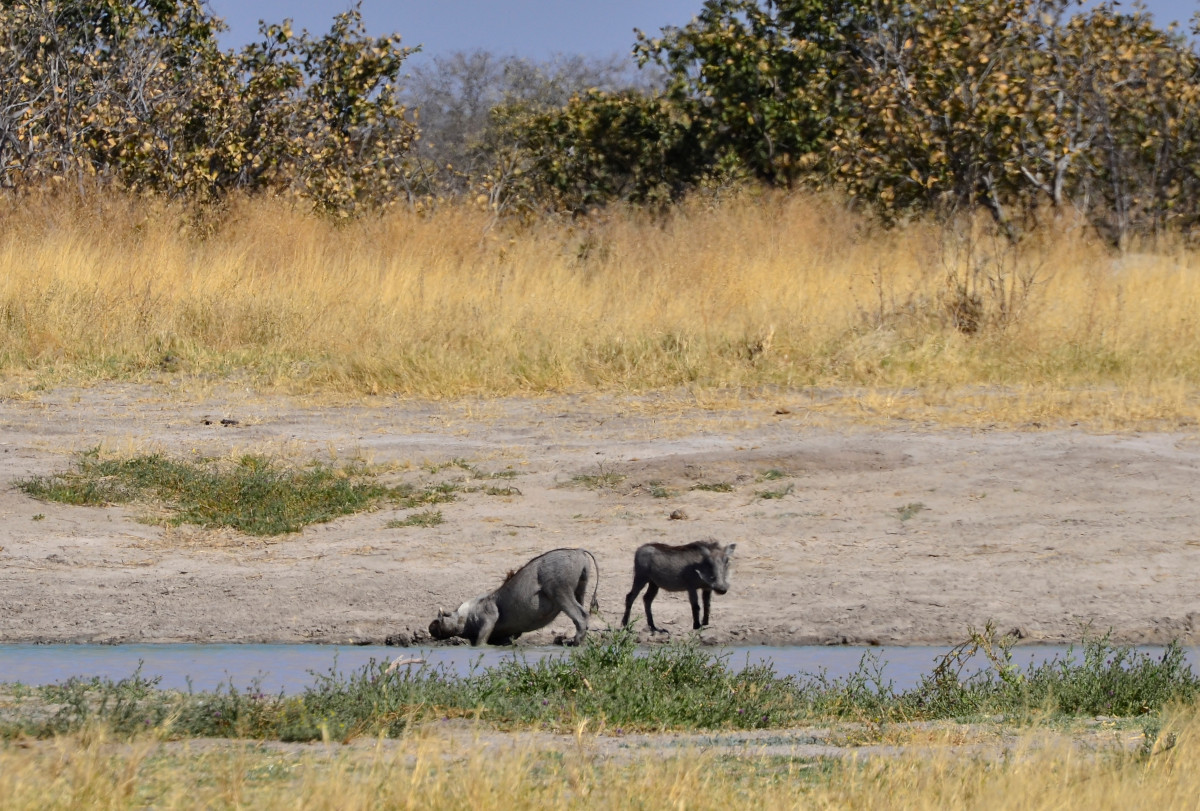 Warzenschweine beim Wasserloch.