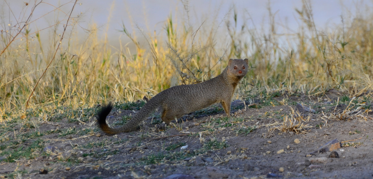 Ein Tier ähnlich einem Marden.