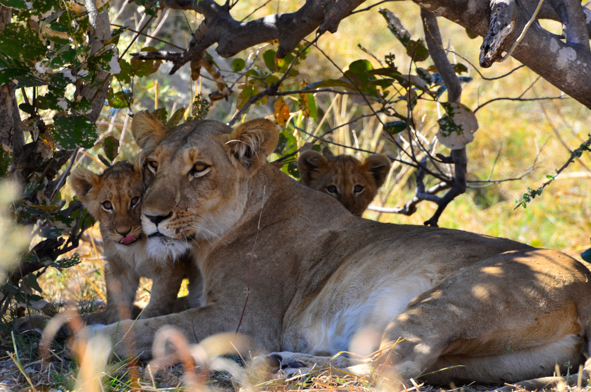Löwin im Schatten mit zwei Löwenjungen.