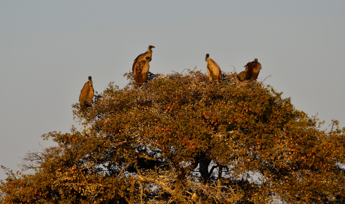 Nachtlager für die Geier.