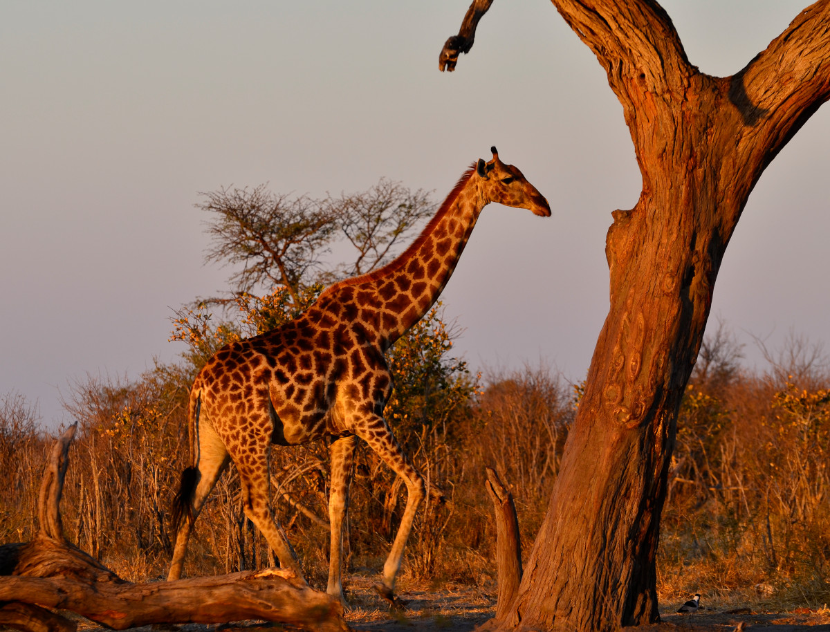 Giraffe im Abendlicht.