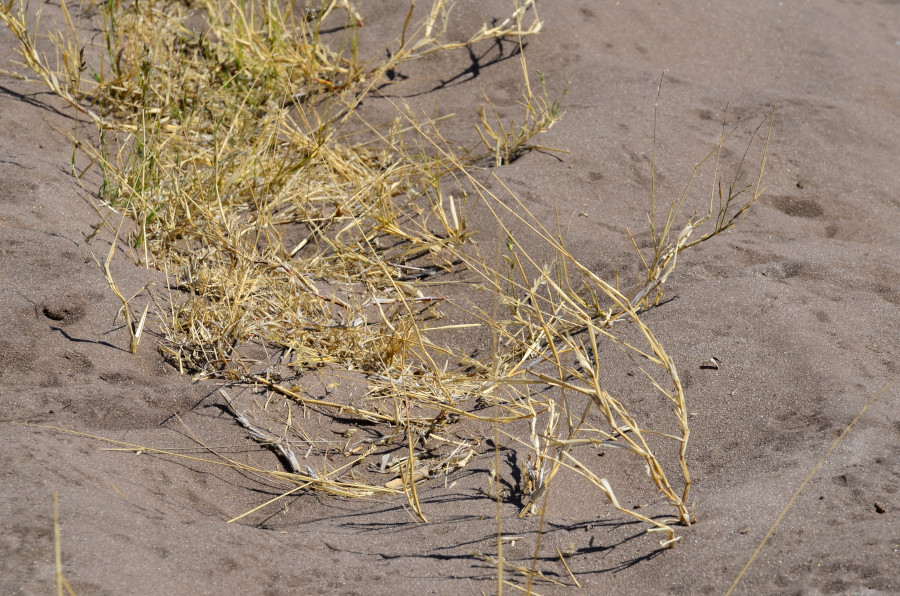 Einzelne Grasbüschel.