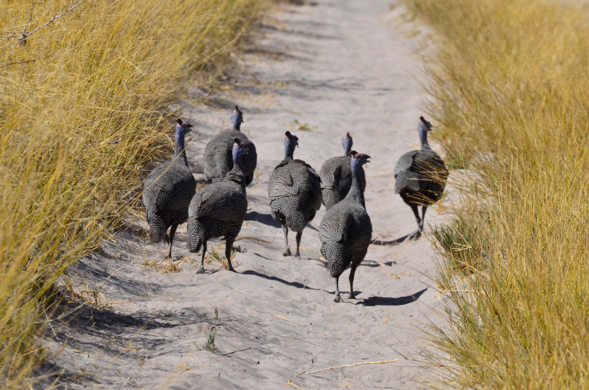 Perlhühner beim Mittagsspaziergang.