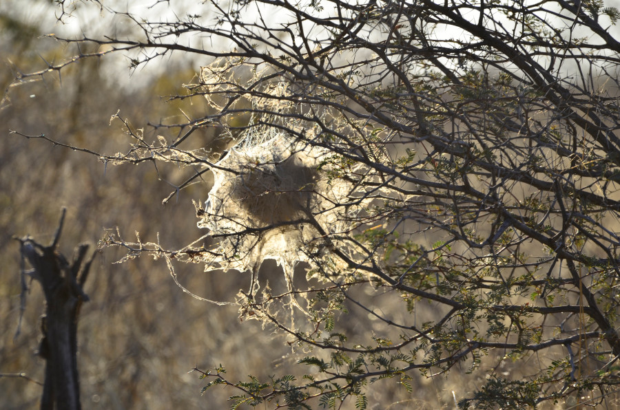 Nistgespinst einer Spinnenart.