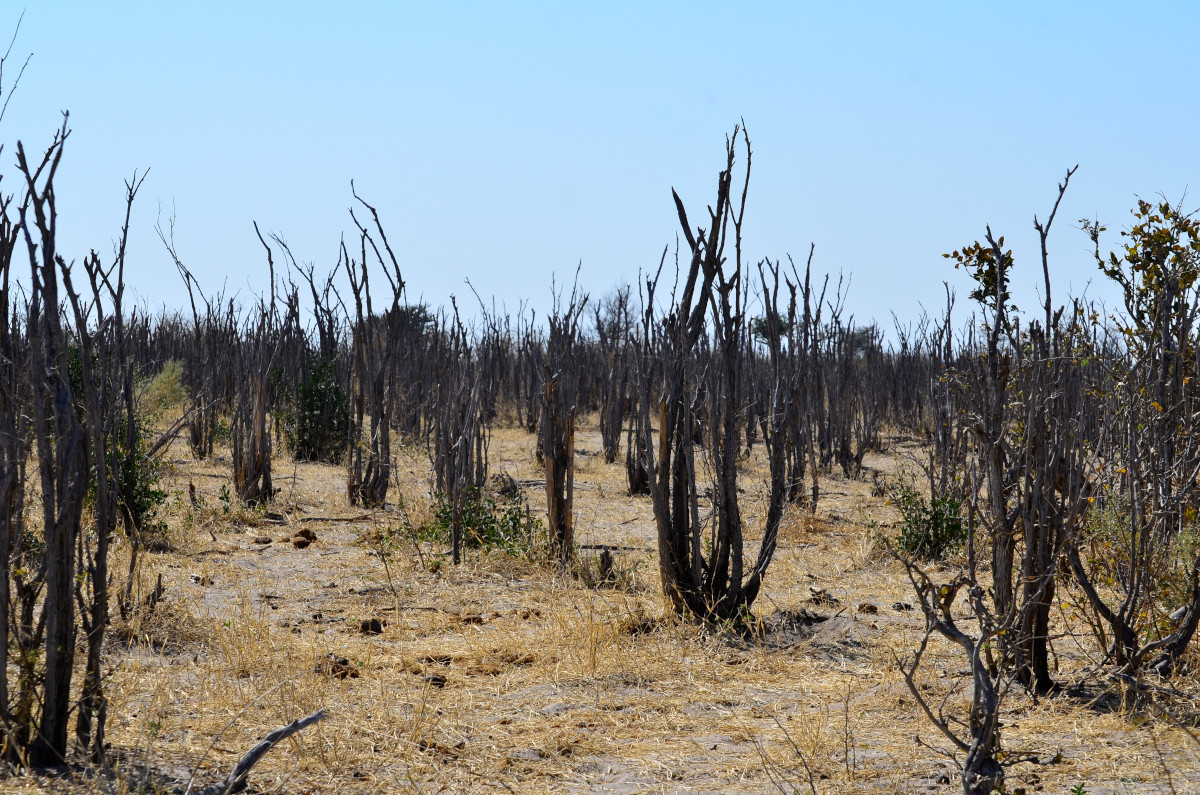 Ein Wald aus derzeit blattlosen Büschen.