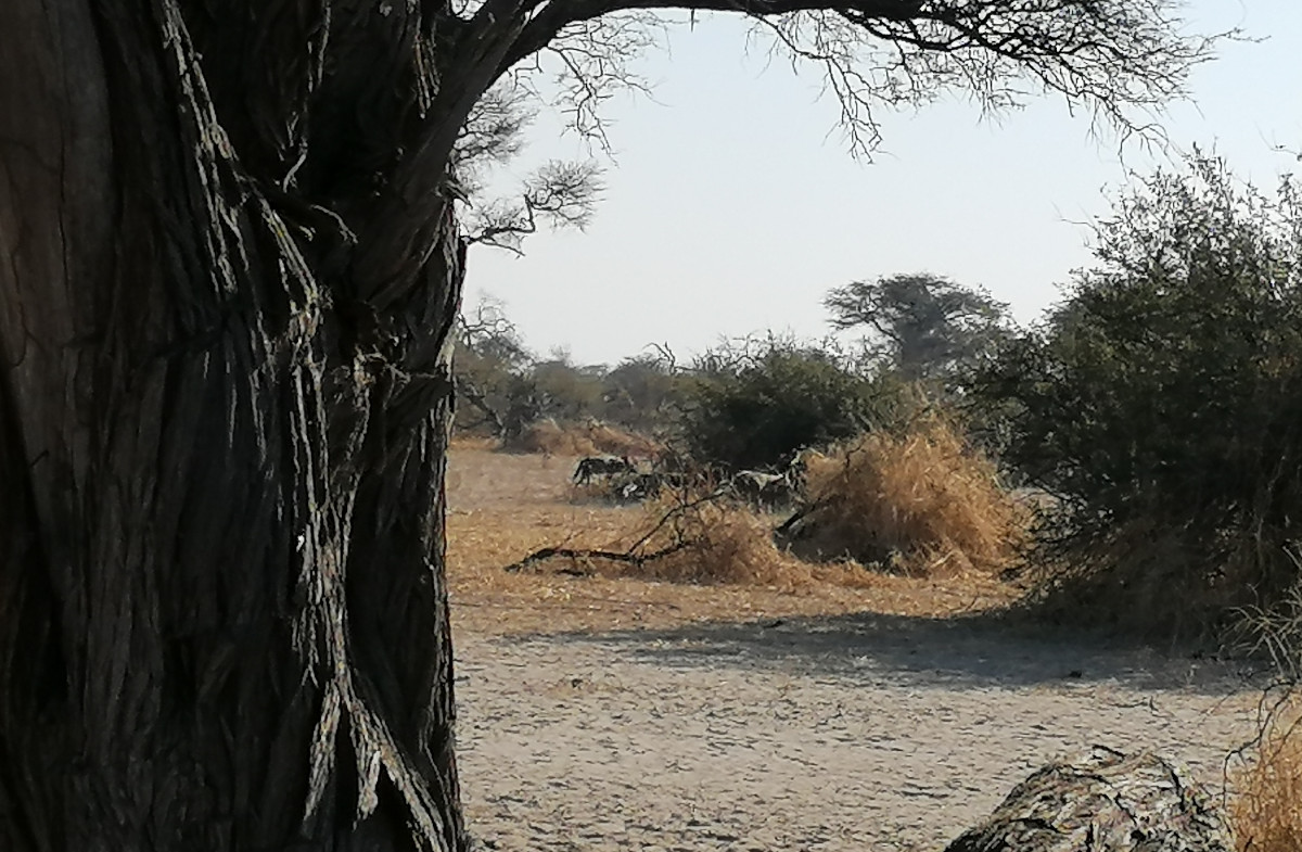 Drei Wildhunde beim Vorbeilaufen.