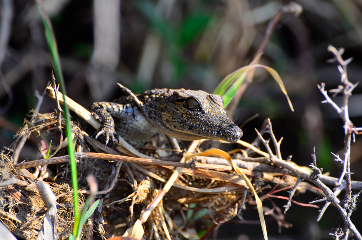 Babykrokodil.