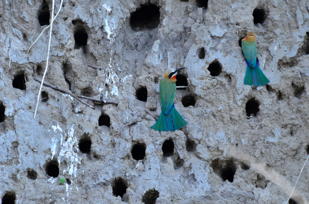 Nisthöhlen im Lehm eines Steilufers.