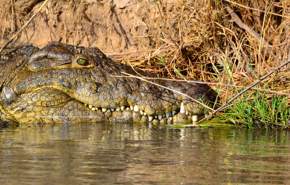 Krokodil am Ufer.