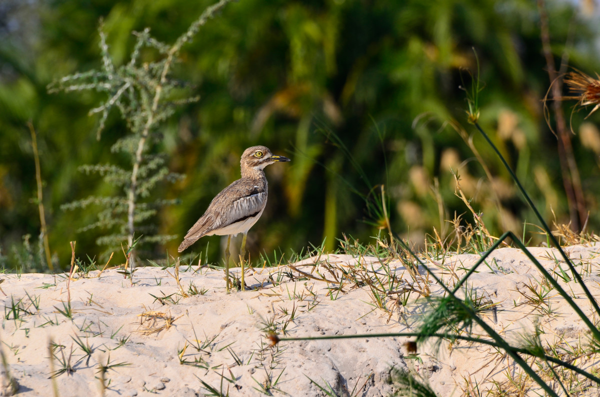 Vogel auf Sandbank.