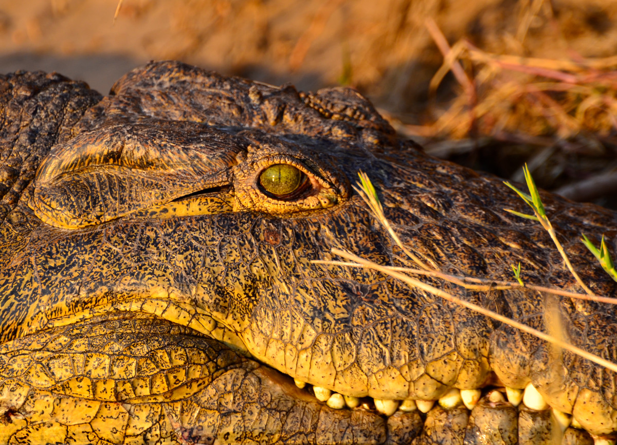 Krokodil aus der Nähe.
