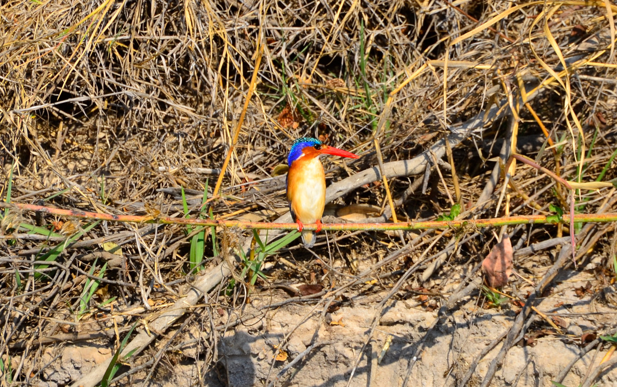 Malachite King Fisher.