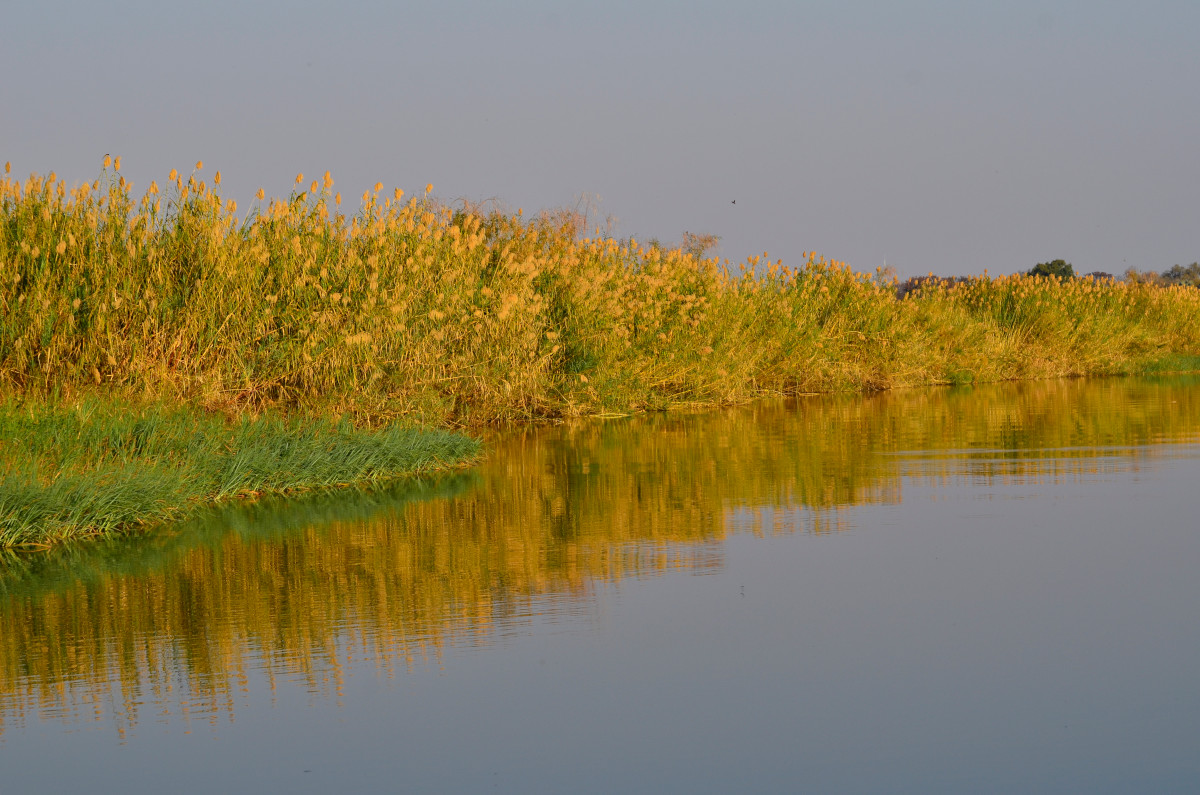 Uferbereich am Okawango.