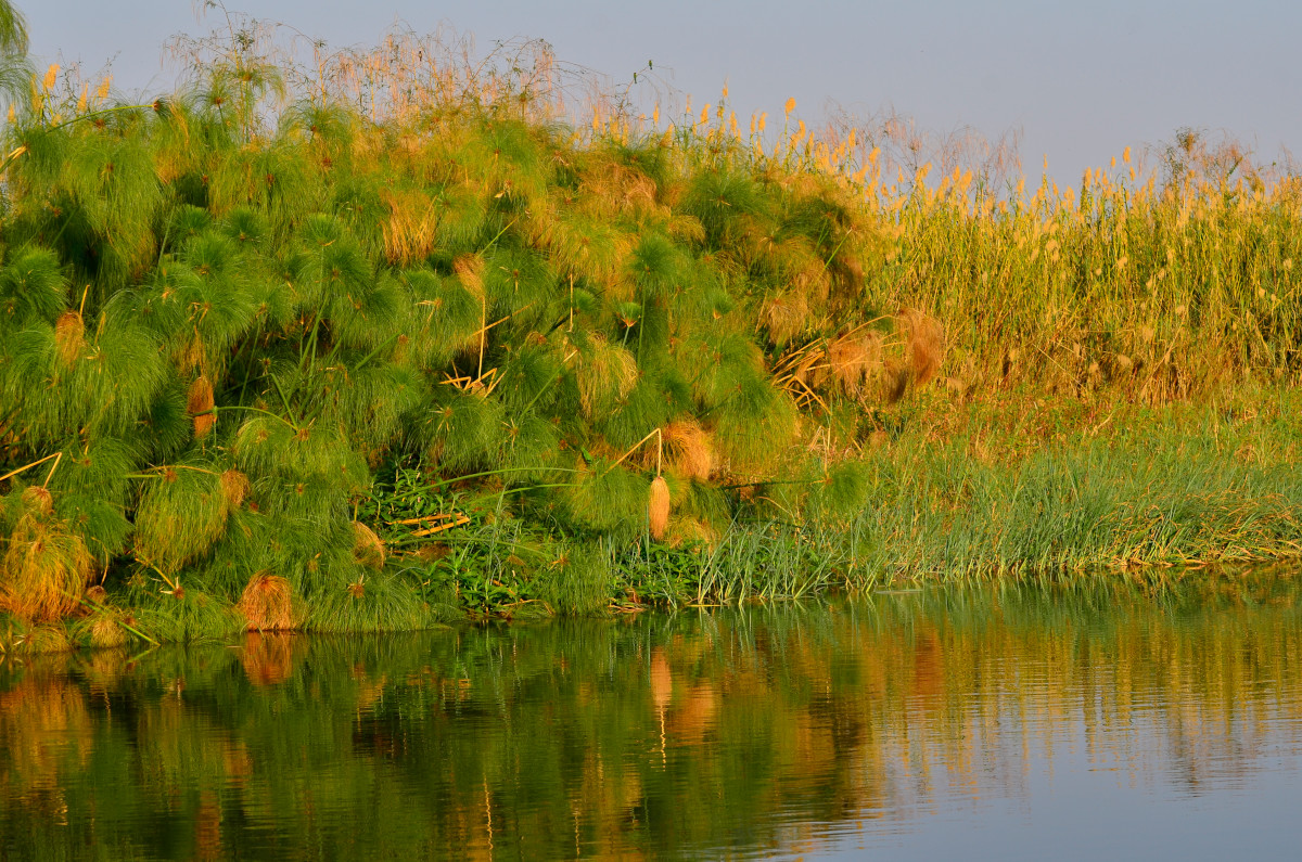 Zwei verschiedene Uferpflanzen.