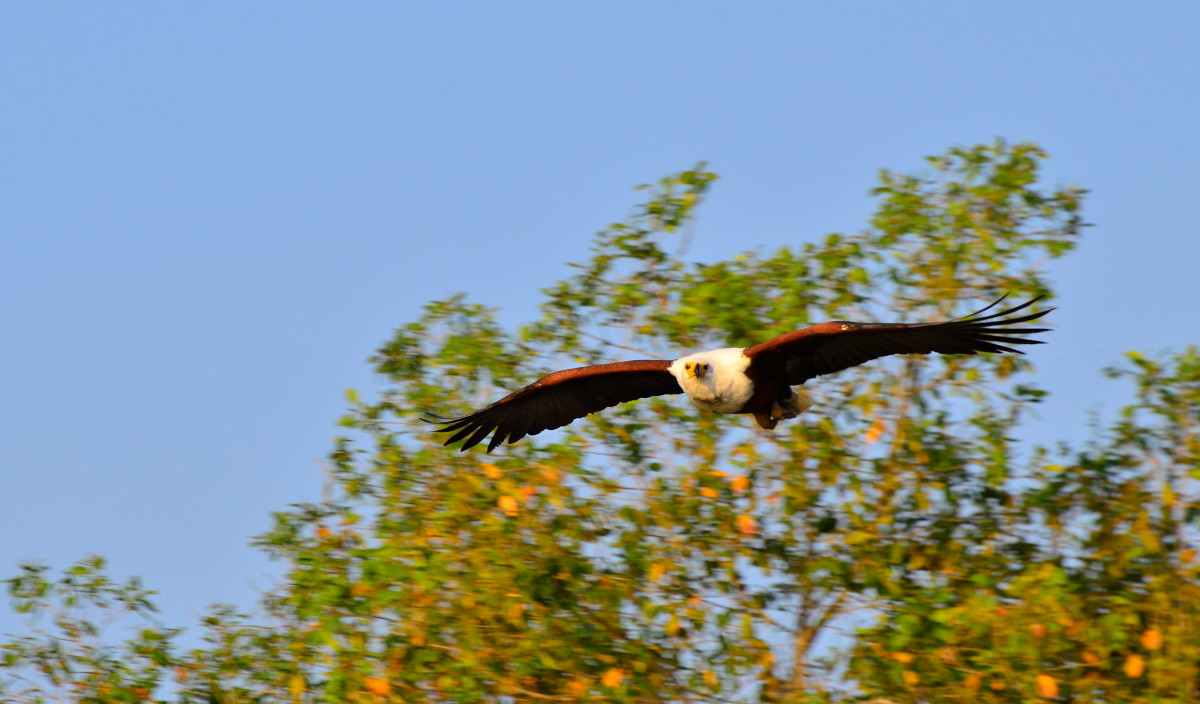 Haubenseeadler im Flug.