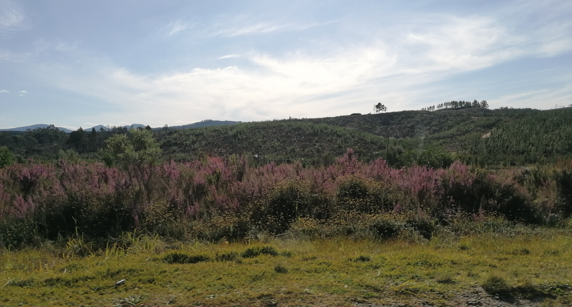 Stellenweise intensive Forstwirtschaft für die Papierindustrie.