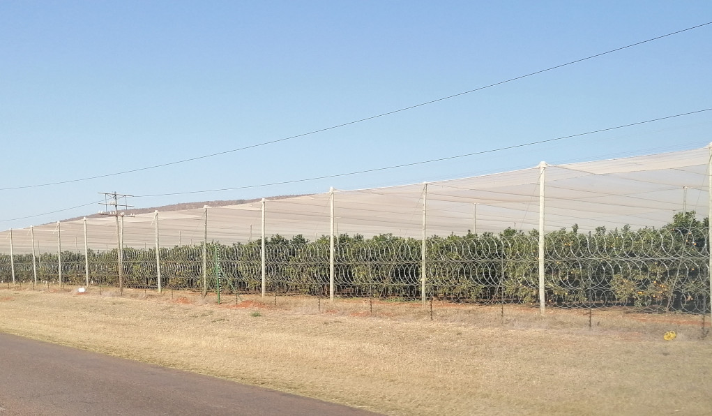 Obstfarmen in Südafrika