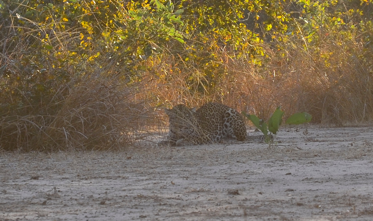 Ein Leopard kurz nach Sonnenaufgang.